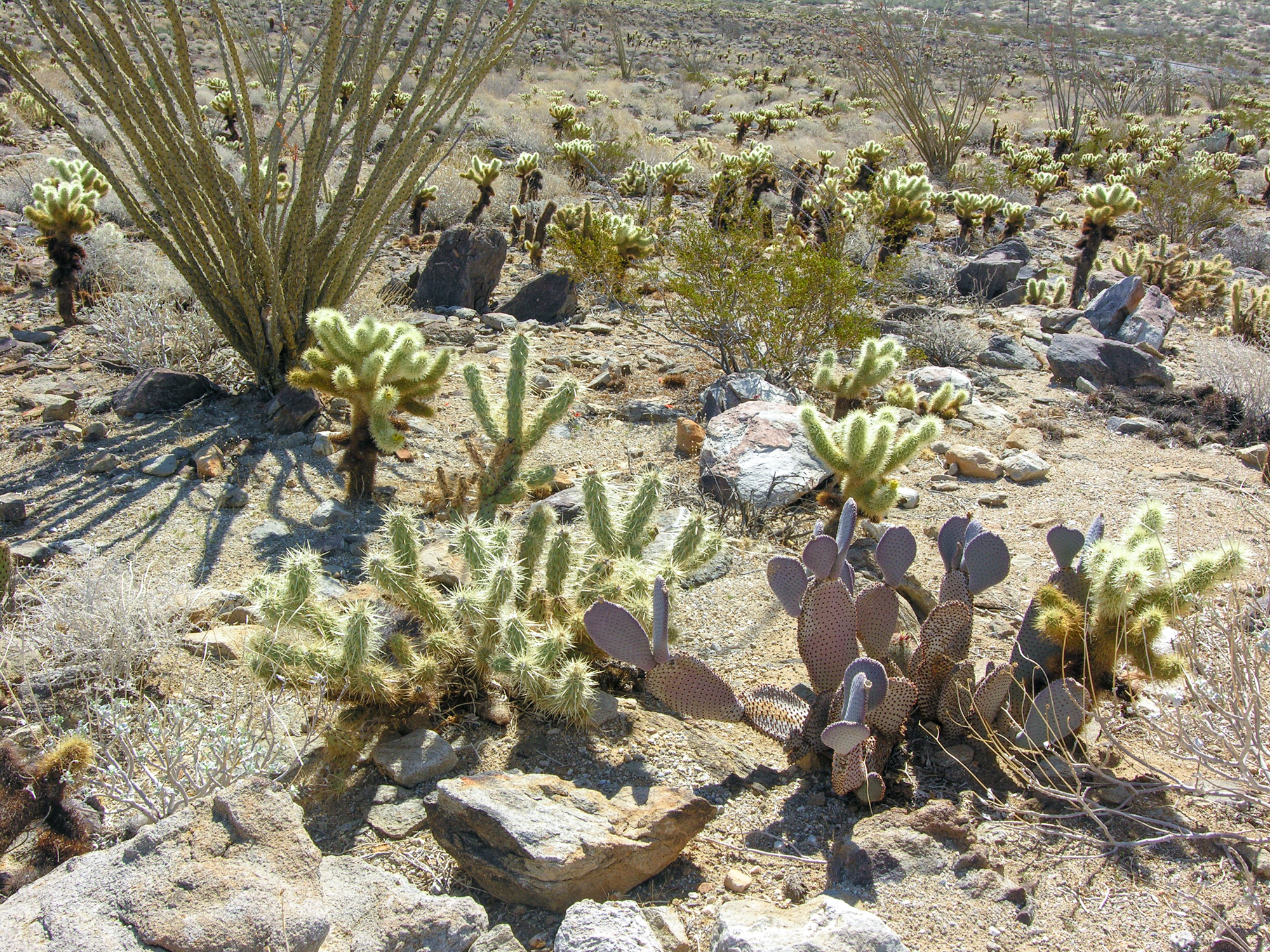 Cactus Loop Trail