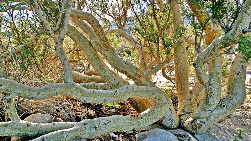 The scaly branches of the Elephant tree