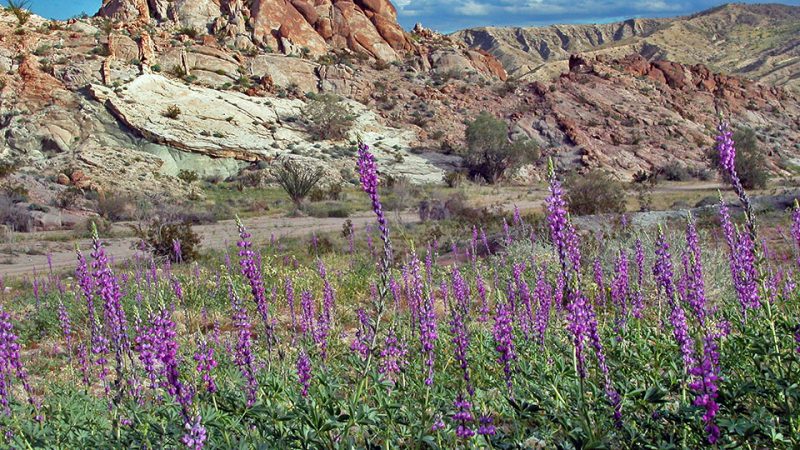 Lupine flowers blooming in Hawk Canyon