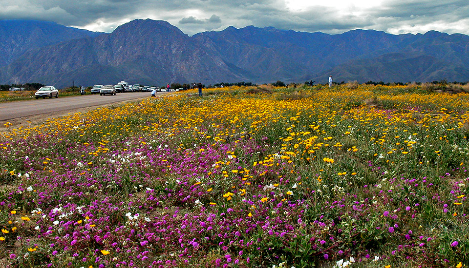 Wildflowers bloom alongside Henderson Canyon Rd