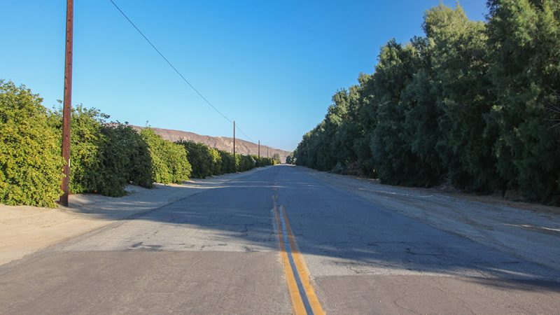 Henderson Cyn Rd passes by a grapefruit orchard