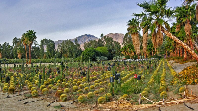 Nursery off Henderson Cyn Rd