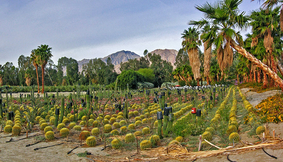 Nursery off Henderson Cyn Rd