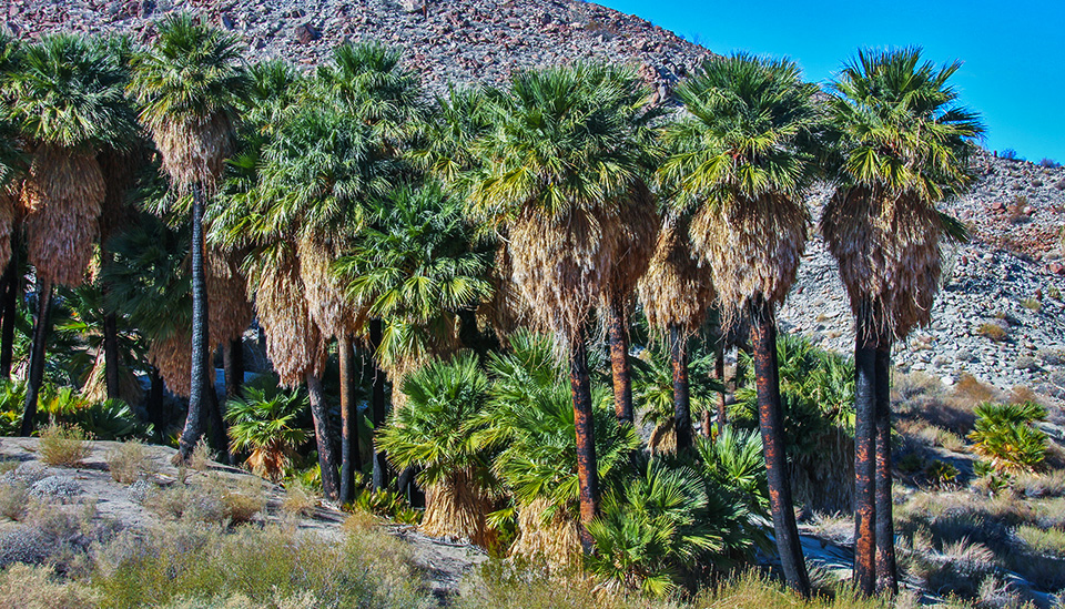 The burnt trunks of Southwest Grove