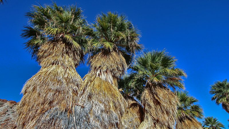 Palms from Surprise Canyon Grove