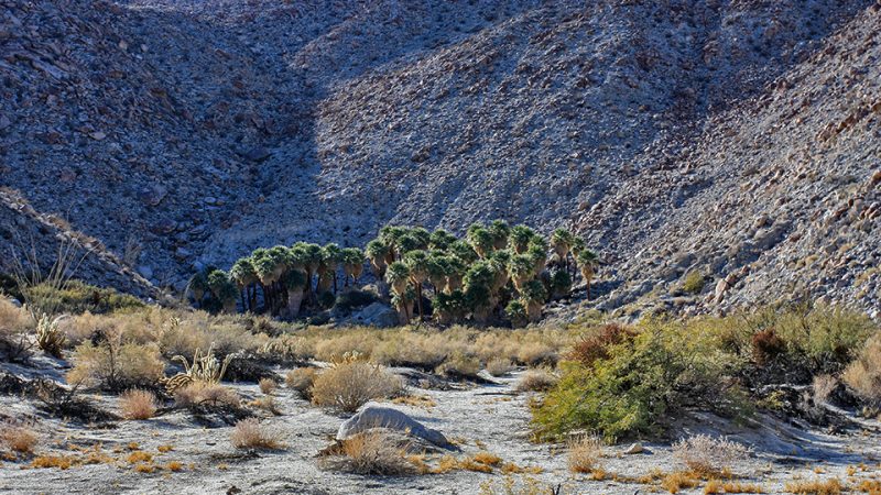 Palm Bowl Grove