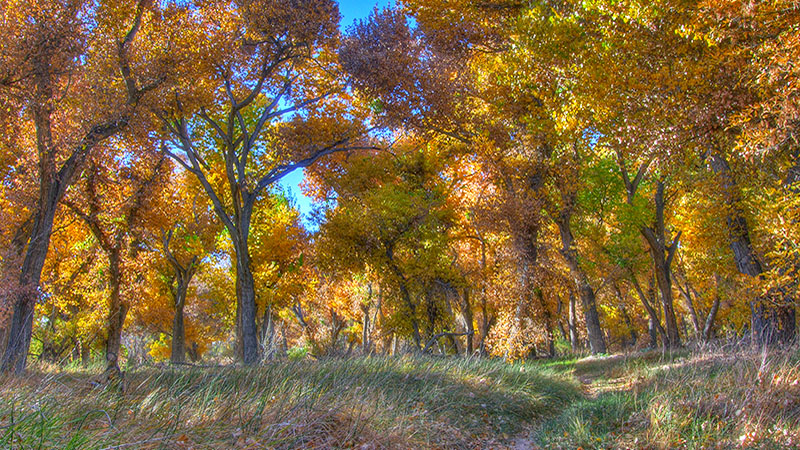 Mojave Narrows