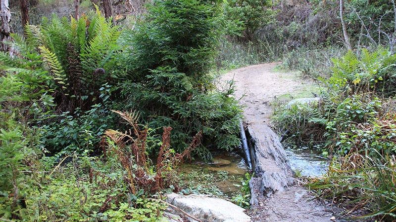 Hiking trail up Soberanes Canyon in Garrapata State Park