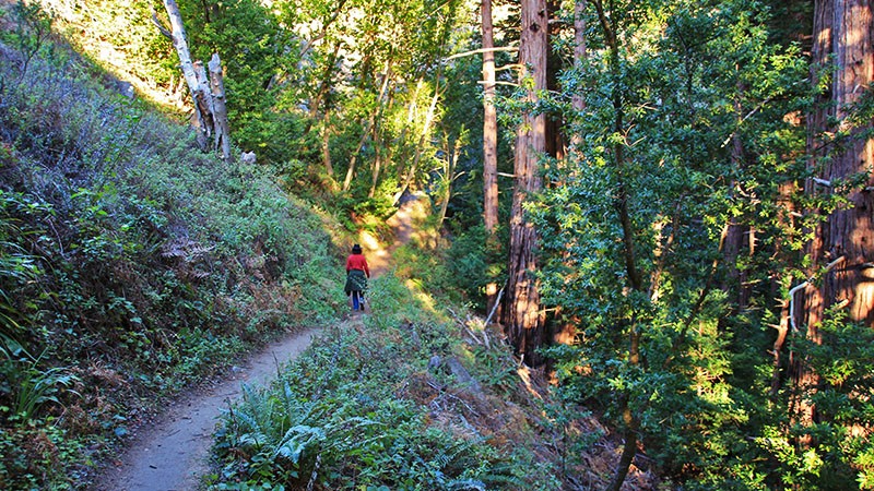 Further up Soberanes Canyon