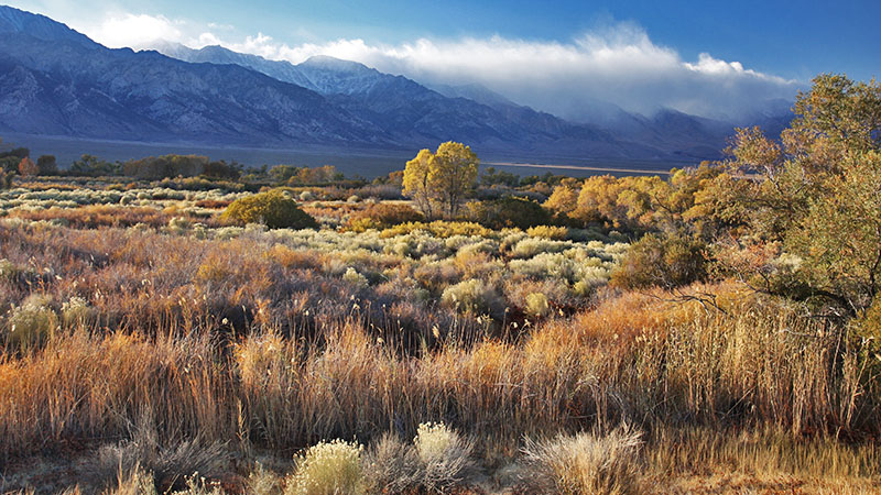 Fall colors near the Alabama Hills