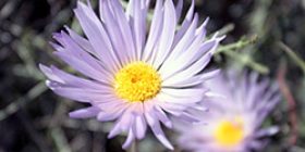 MojDesWildflower