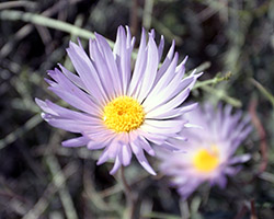 Mojave Aster