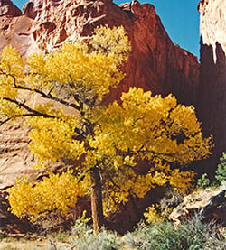 Fall Colors in Southern Utah