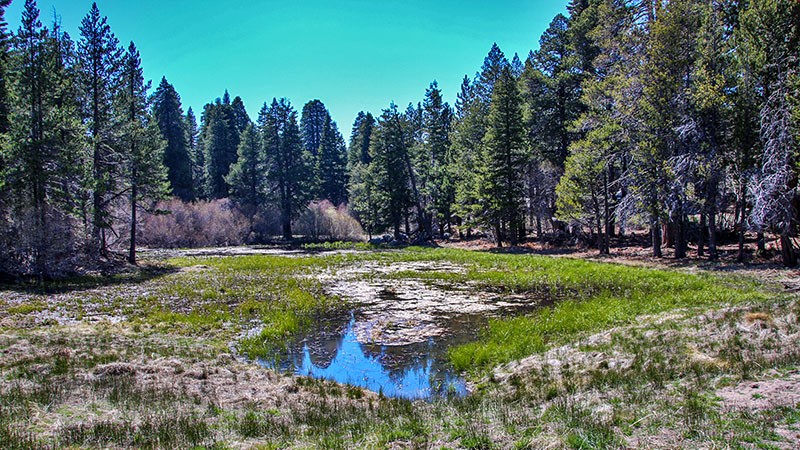 A meadow near Bluff Lake
