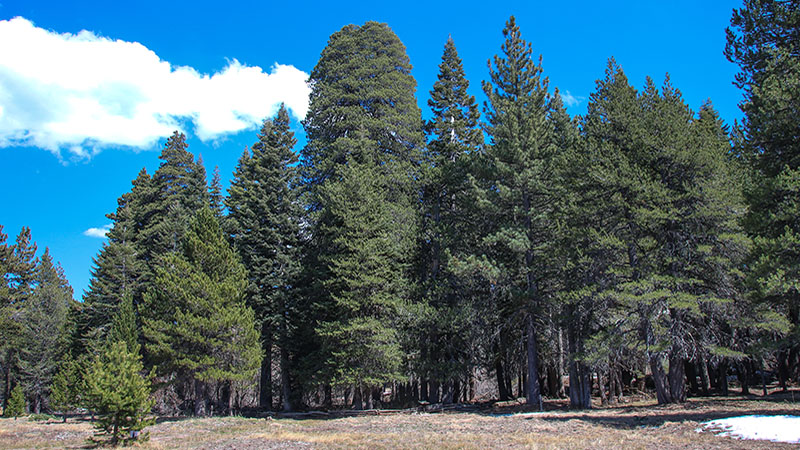 The Champion Lodgepole Pine in Big Bear