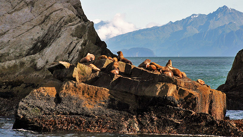 Day Trip to Kenai Fjords National Park