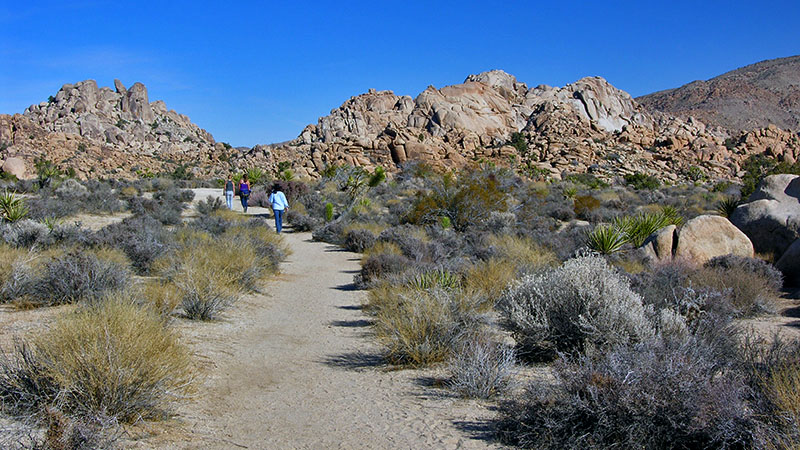 Willow Hole in Joshua Tree National Park
