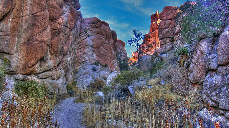 Willow Hole in Joshua Tree National Park