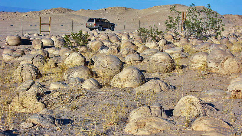 Pumpkin Patch – Anza-Borrego