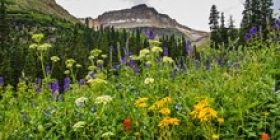SanJuanFlowers