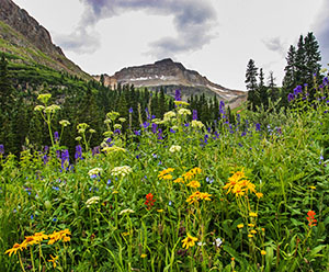 San Juan Mountains Wildflower Bloom