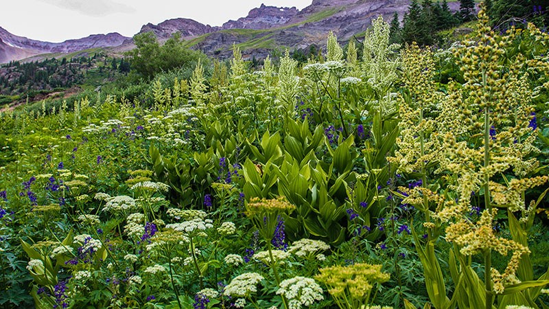 Yankee Boy Basin