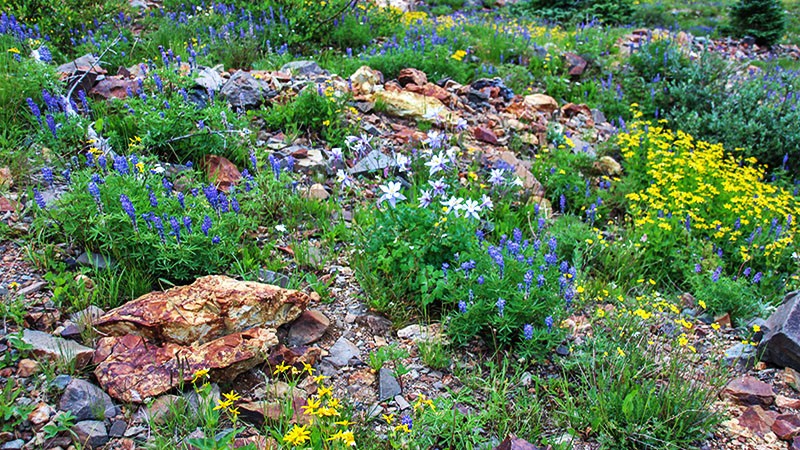 Corkscrew Gulch