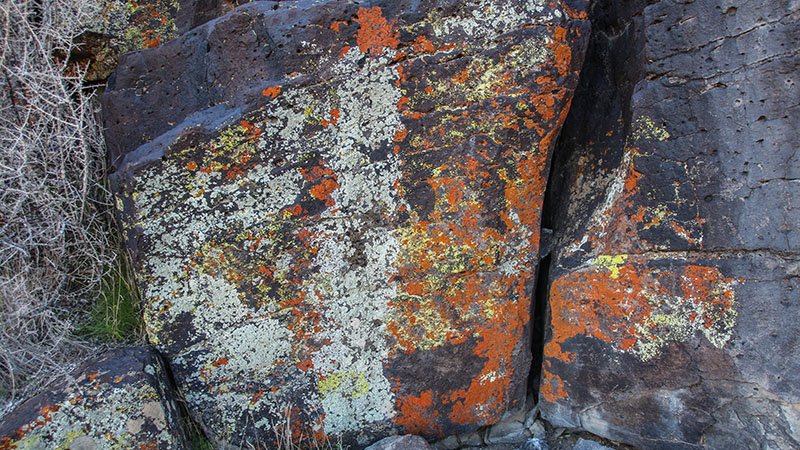 Rock lichens near Inscription Canyon