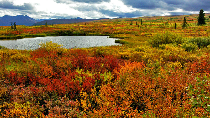 One of many ponds along Denali Hwy