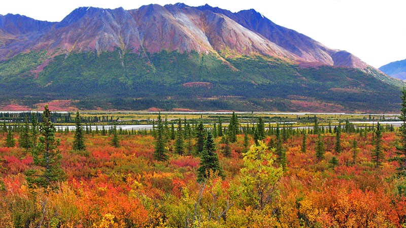 A scene along Denali Hwy