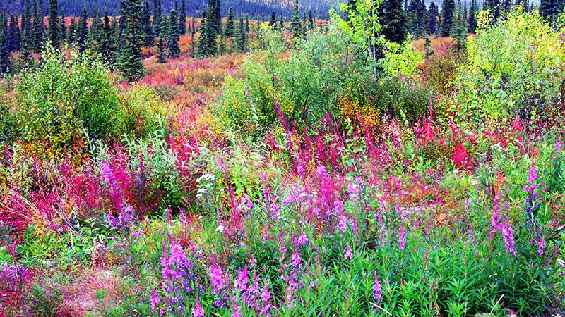 Typical Alaska wildflowers along Denali Hwy