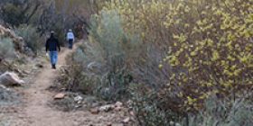 Hiking past the riparian zone in Pipes Canyon
