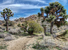 Black Rock Area in Joshua Tree