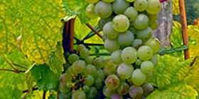GermanWine