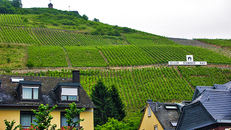 The steep vineyards above Zell