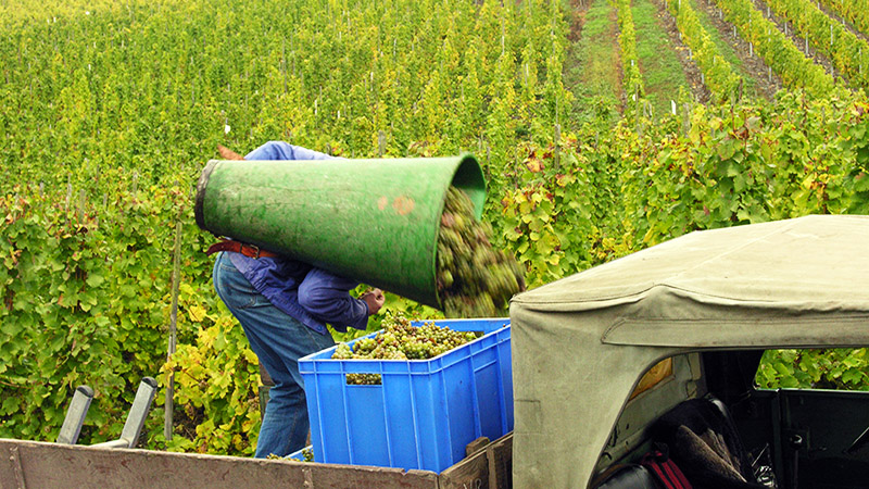Hand harvesting grapes near Bernkastel