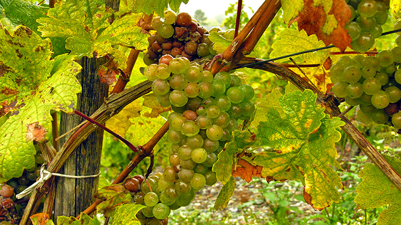 Riesling grapes ripe and ready to pick