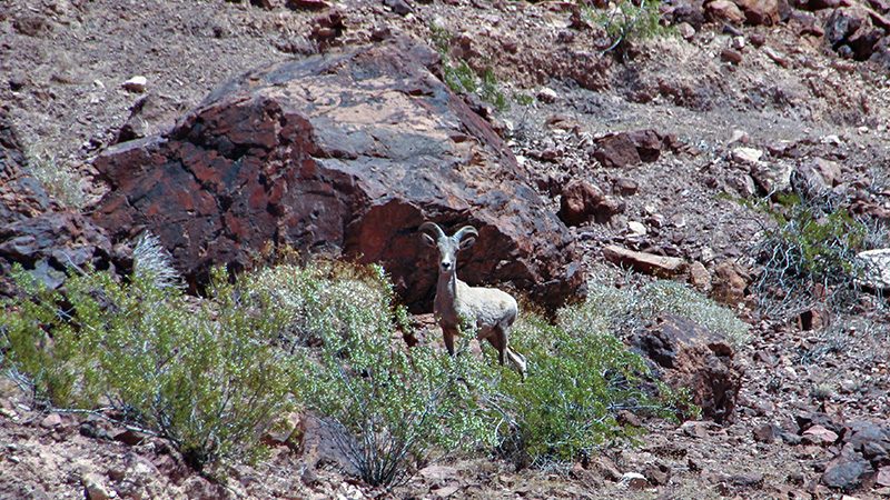 Big horn sheep are commonly seen along the trail