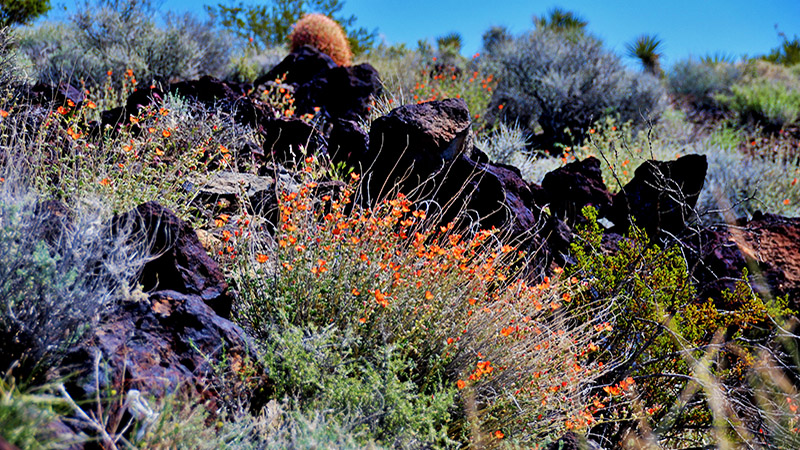 Desert wildflowers grow well in lava/basalt