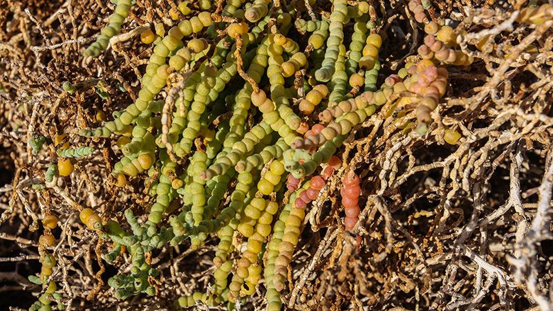 Pickleweed at Salt Creek