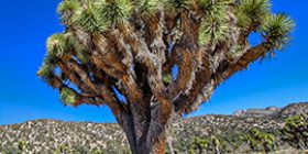 CactusFlats