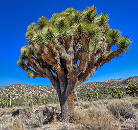 Cactus Flats near Big Bear