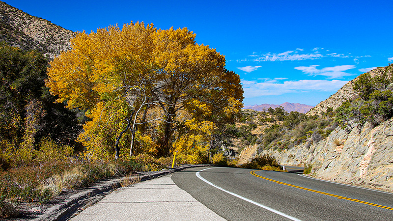 Fall colors near Cactus Flat