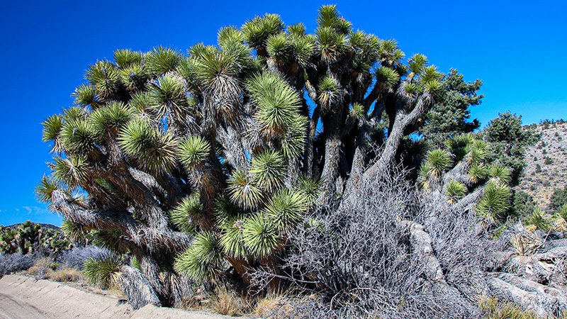 Joshua trees along road 3N03