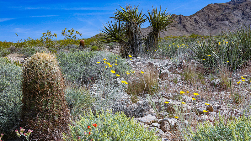 Gold Butte National Monument