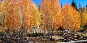 FallColorsCedarCity
