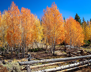Fall Colors Above Cedar City Utah