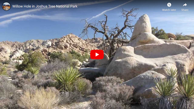 Willow Hole in Joshua Tree National Park