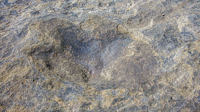 A theropod (biped) footprint