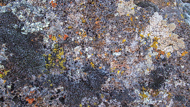 Basalt bubbles, colorful rock lichen and mosses - a "rock community"